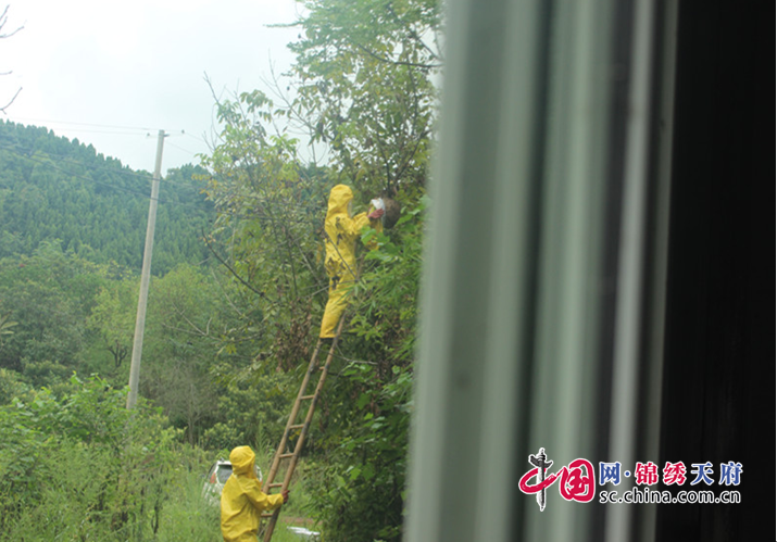 安居區消防大隊摘除152個馬蜂窩，為居民解決困擾