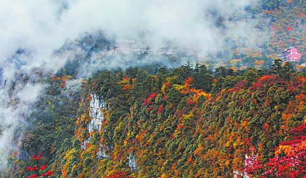 本周起峨眉山彩林进入最佳观赏期 将持续到11月上旬