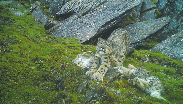 四川首次拍到 4只雪豹同框