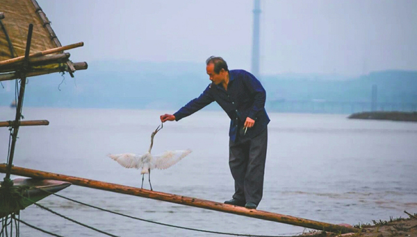 宜賓受傷白鷺獲救后不舍離去，在