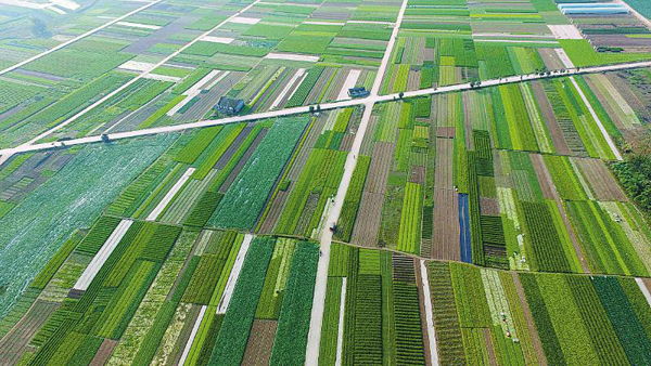 南充嘉陵区蔬菜田园 不同色块组成“彩色地毯”