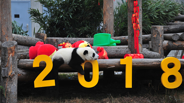【网络中国节·春节】最萌新年祝福！中国大熊猫保护研究中心熊猫宝宝向全国人民拜年