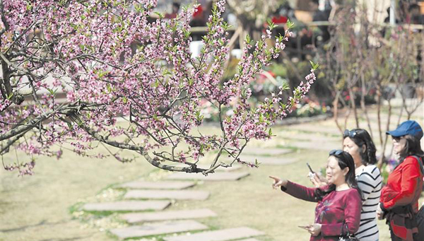 百花爭(zhēng)艷扮靚蓉城 周末共赴春天之約