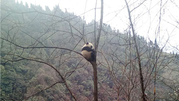 野生大熊猫树上晒太阳 黑水河自然保护区巡护员拍下呆萌一幕