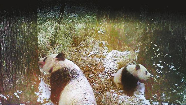 卧龙熊猫母子首同框  顽皮啃坏红外相机
