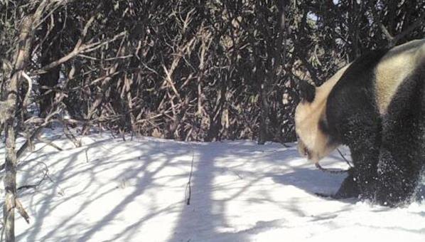 时隔6年 野生大熊猫再现彭州白水河