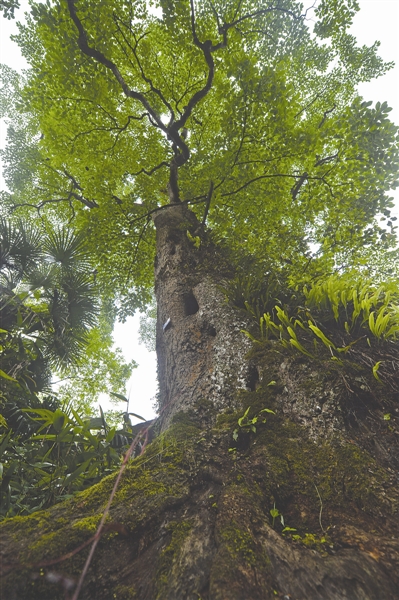 成都西岭山中藏着棵“中国最美古树” 树龄已逾千年