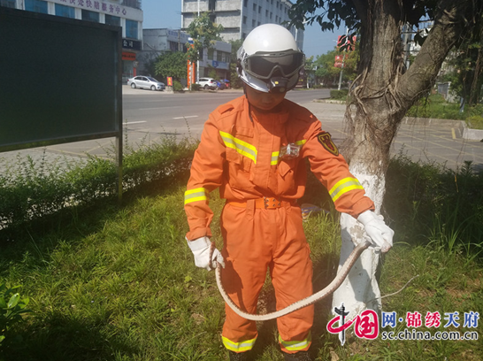 安居區(qū)消防大隊頭陀寺中隊英勇抓蛇，為民解憂