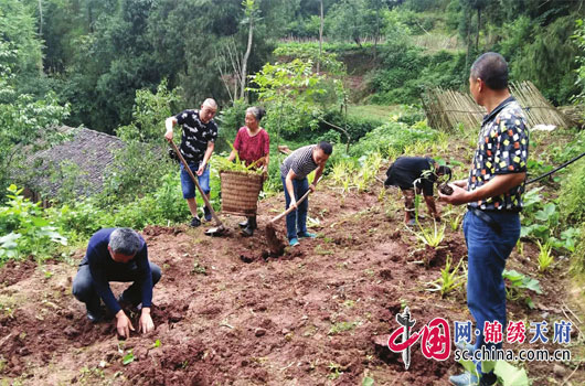 营山县63个贫困村建起花椒种植产业园