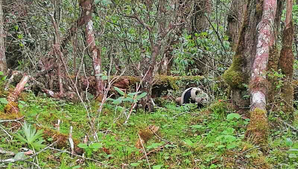 阿坝松潘黄龙景区再次拍摄到大熊猫