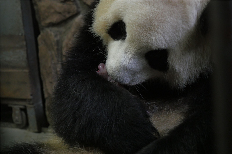 喜讯！大熊猫“科琳”产下一枚“小鲜肉”