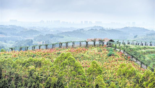 登山健身+森林康养 全省首条登山健身步道初显形