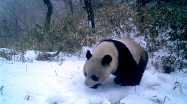 黑水河熊猫“保镖”：今年已经看到3次大熊猫
