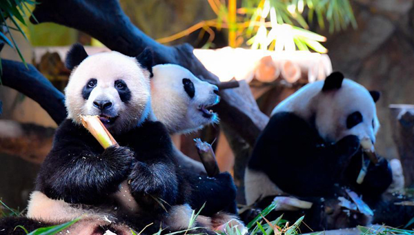 全球唯一大熊猫三胞胎“萌帅酷”迎四岁生日
