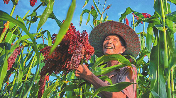 四川泸州：高粱红了 村民笑了