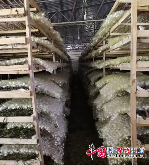 务和粮食局领导率队考察凉山州宁南县蚕桑产业
