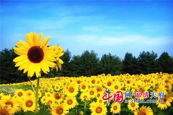 成都新津:乡村振兴天府农博园 创新农业发展新