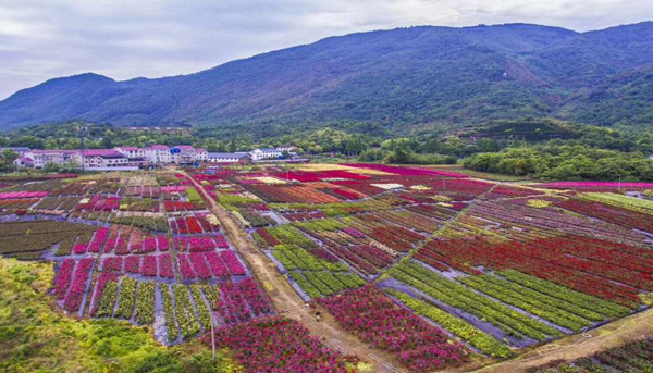 赏3100种月季 第八届中国月季展将于9月28日启幕