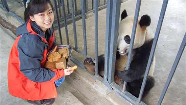 南京女孩千里来川“追熊猫” 当上饲养员，还嫁了个饲养员