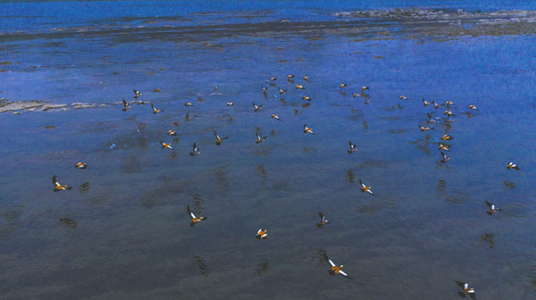 国家“三有”保护动物赤麻鸭 20年后再回彭山越冬