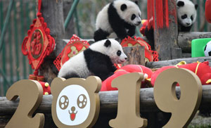 大熊猫宝宝贺新春 