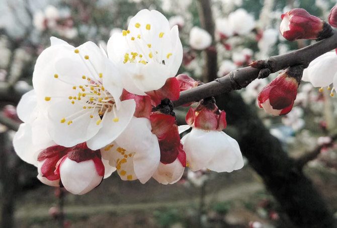 春回大地、花开蓉城 周末赏花看过来