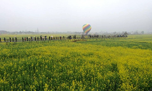 广汉西高油菜花季开幕 四万亩油菜花盛放迎人观赏