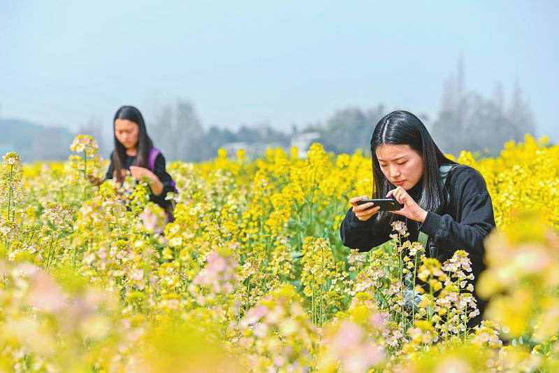 四川省首批10余个彩色油菜品种集中亮相