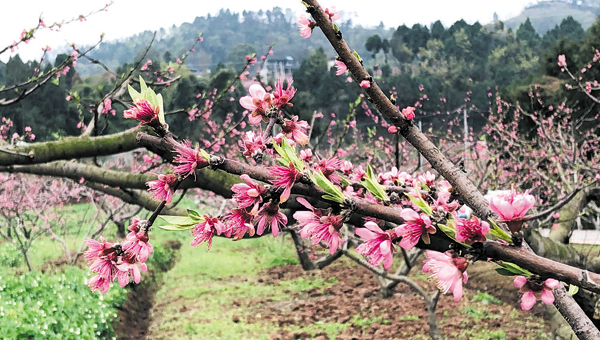 徜徉人和油桃花间 体验山地自行车运动