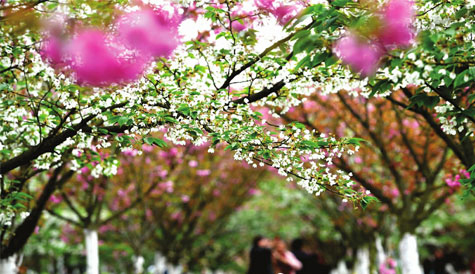 蓬安县千亩樱花开 游客纷纷前往踏青赏花