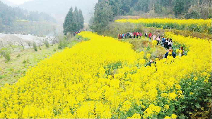 农旅融合融出致富新路——到中江天台村倘佯"十里花海" - 区县动态