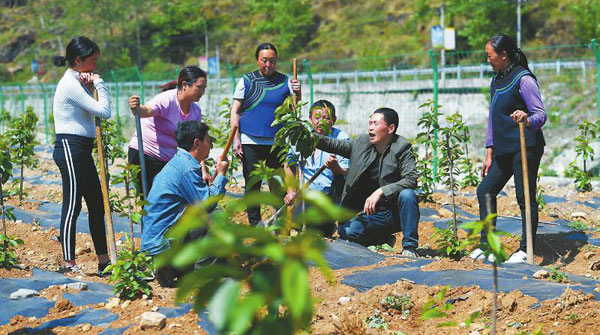 凉山：小小甜樱桃 脱贫希望大