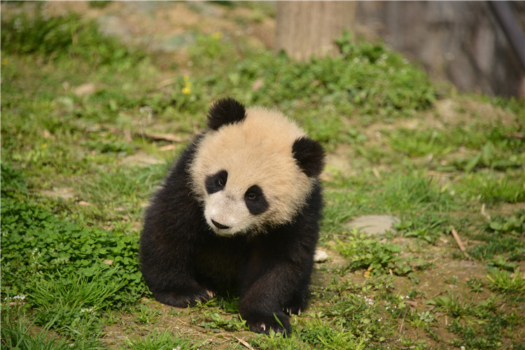 中国大熊猫“如意”“丁丁”启程前往俄罗斯