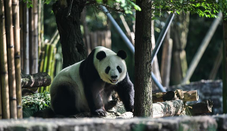 旅美大熊猫“白云”“小礼物”回到家乡