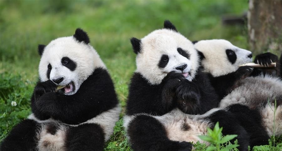 圆滚滚激萌来袭！来初夏的“熊猫幼儿园”看团子啦！