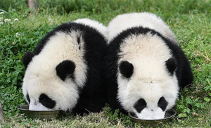 初夏的“熊猫幼儿园” 