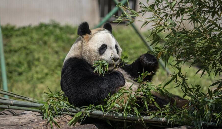 全球唯一大熊猫三胞胎姐姐“萌萌”已“成婚”候孕