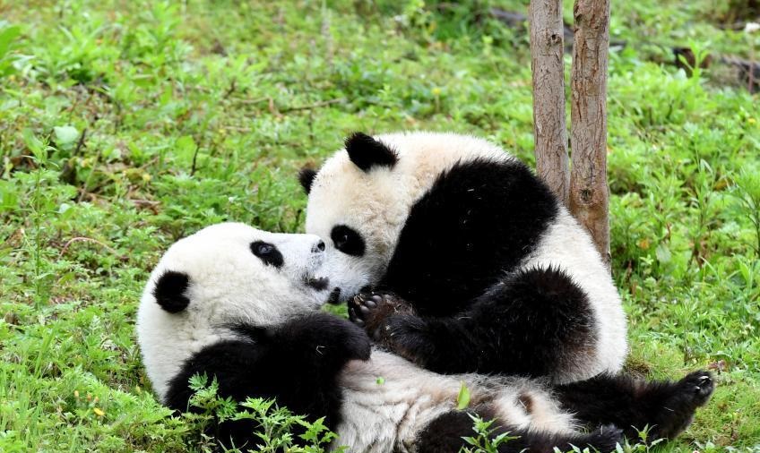 大熊貓寶寶在“熊貓幼兒園”裏撒歡賣萌 