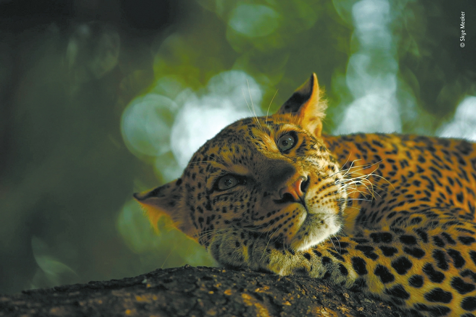 暑假到成博观野生动物摄影展 在光影世界中寻找神奇动物