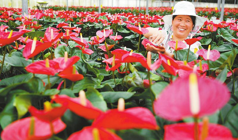 “中国花木之乡”带动群众就业 