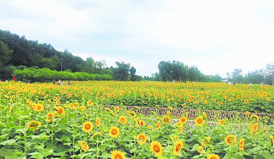 成都市武侯区天府芙蓉园借营运之手 让“高颜值”变高价值