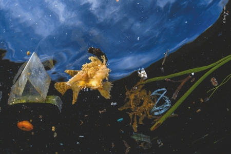 这些照片触目惊心！看完后你还会往海洋丢弃塑料垃圾吗？