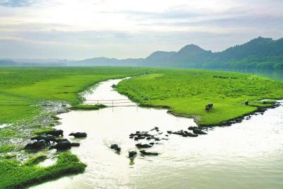 “百牛渡江”拉动乡村旅游