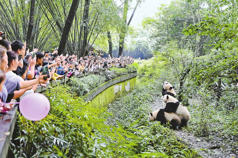 中秋小长假 成都大熊猫繁育研究基地迎来客流高峰