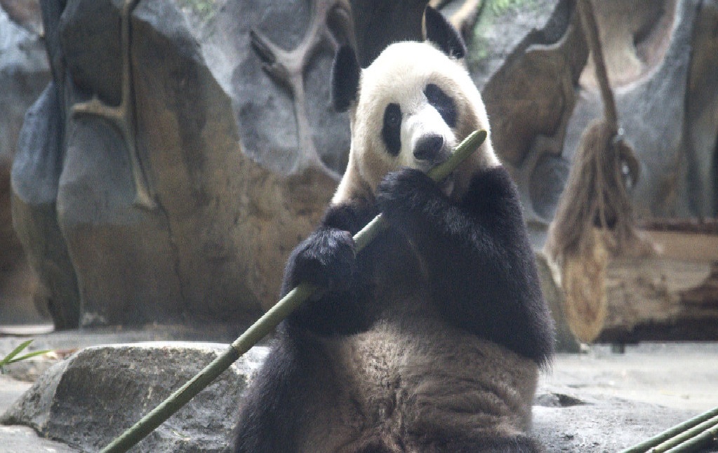 武汉动物园大熊猫贪吃不理人 肉滚滚尽显呆萌本色