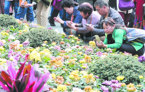 五十七年的菊展 被成都人逛成了习惯