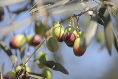 成都第三届油橄榄节将于本月８日在金堂召开