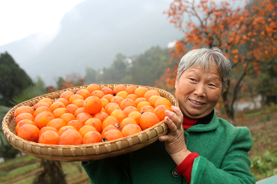 四川廣元：柿子紅了，牛頭山2000余株火晶柿子樹成亮麗風景線