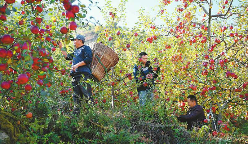 泸定村民采摘糖心苹果 今年当地种植苹果喜获丰收